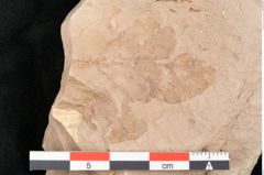 Foto (Detailansicht) von Rhytisma feroniae Ettingshausen (NHMW-GEO-2024-0188-6392)